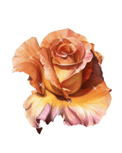  - Mobile Phone Screensaver