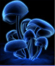  Mushrooms -  .    .