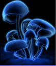 Mushrooms - Грибная тема. На любителей кислотных грибов.
