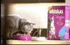Реклама Whiskas